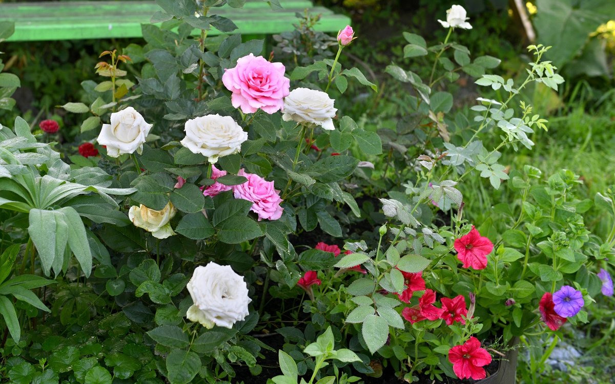 Розы рядом с огородом